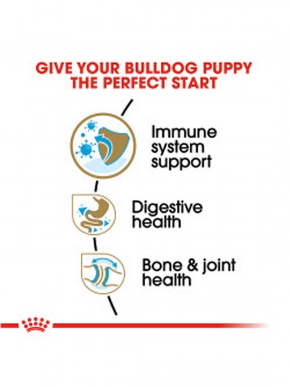 BHN BULLDOG PUPPY 3K_web3